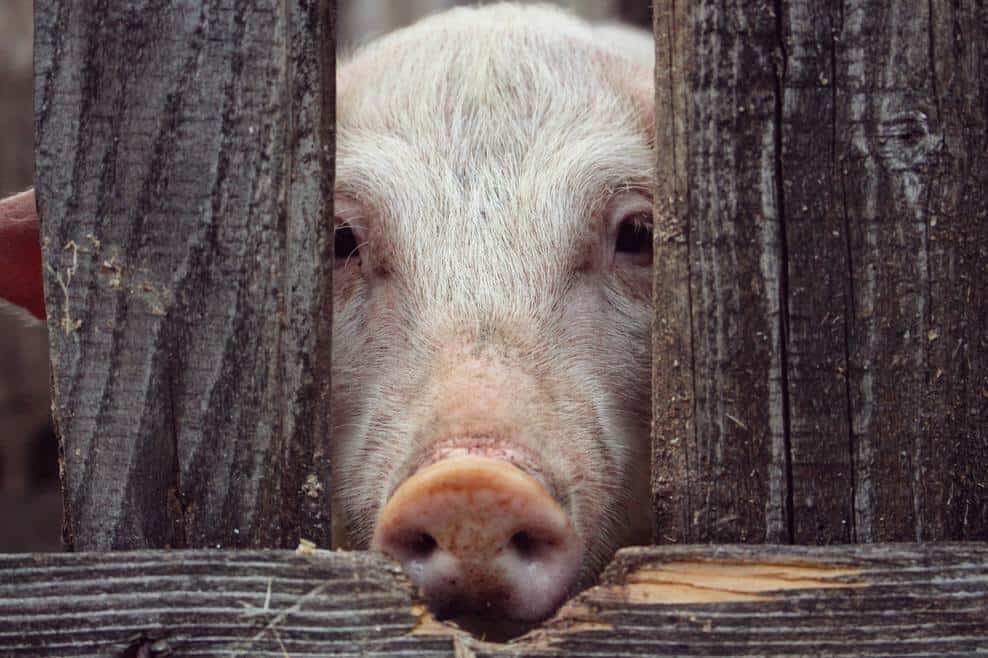 pig in pen