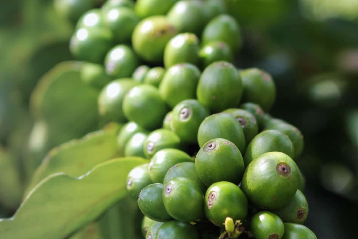 Image of Green Coffee Beans.

